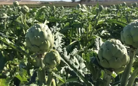 Alcachofas en c�psulas.