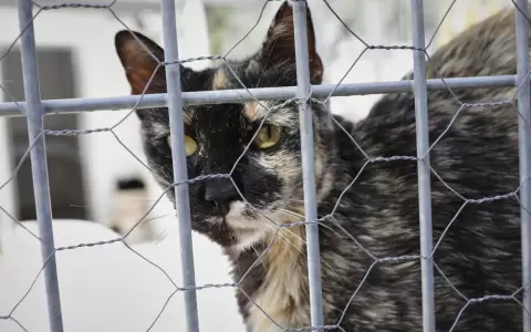 La Euroc�mara adopta la primera ley de bienestar para perros y gatos con l�mites a la cr�a y microchip obligatorio