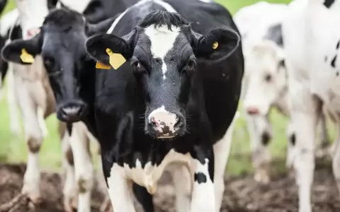 M�s de 22.000 productores menos: fuerte crisis en la ganader�a paraguaya