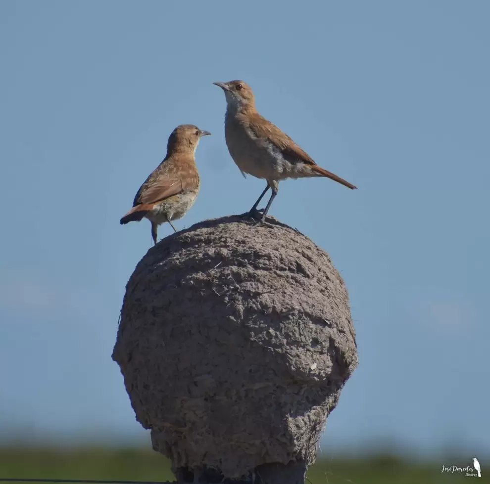 Pareja de furnarius rufus. Foto: Jos� Mar�a Paredes.