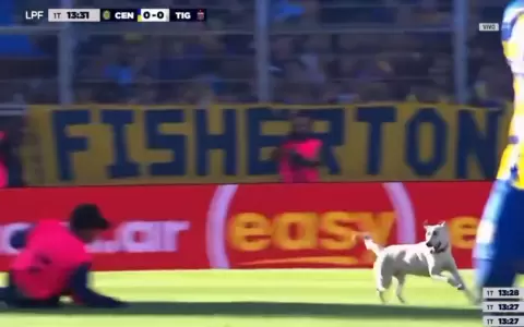 Viral: un perro invadi� el Rosario Central-Tigre, eludi� a los de seguridad y se llev� todos los "oles"