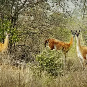 Parque M�danos, vital pulm�n del Chaco vuelve a estar en peligro