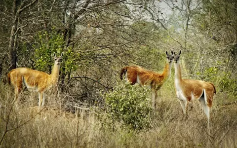 Parque Nacional M�danos del Chaco.