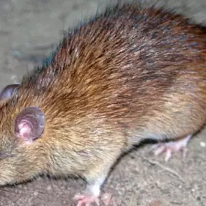 Un brote de hantavirus no es com�n, pero no hay cura