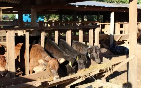 Ganados deben ser protegidos ante el frio o heladas.