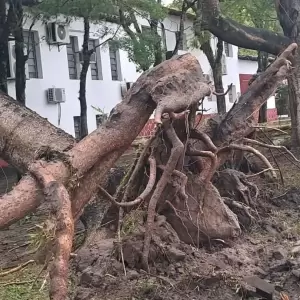 Temporal golpea Pilar y deja caída de árboles, daños urbanos y cortes masivos de energía