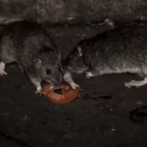 Confirman tres casos de hantavirus en Paraguay en lo que va del a�o