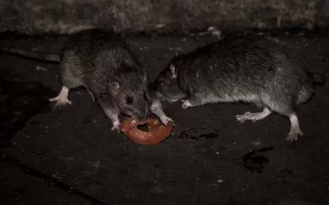 Ratas.