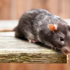 Hantavirus: qu� tan real es el riesgo de una nueva pandemia y cu�l es la situaci�n en Paraguay