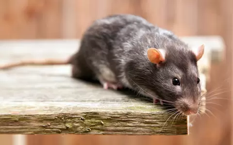 Hantavirus es una enfermedad viral zoon�tica transmitida principalmente por roedores silvestres infectados.