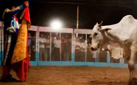 La Direcci�n Nacional de Defensa, Salud y Bienestar Animal rechaza el proyecto de ley que propone declarar a los torines como Patrimonio Cultural.