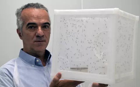 El investigador brasile�o Luciano Moreira, del Programa Mundial contra el Mosquito de Brasil, posa con una jaula que contiene mosquitos Aedes aegypti.