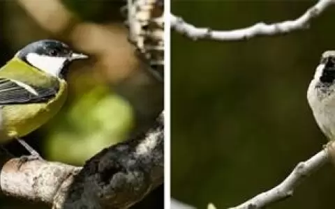 Carbonero com�n, Parus major, y Gorri�n Com�n, Passer domesticus, dos de las nueve especies estudiadas.