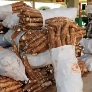 Producci�n de mandioca.