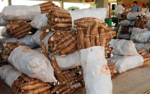 Producci�n de mandioca.