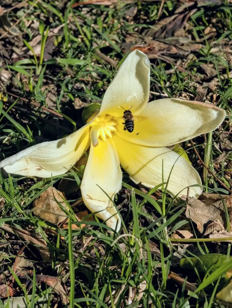 Un polinizador aprovechando una flor ca�da. Foto: Antonio Schinca.