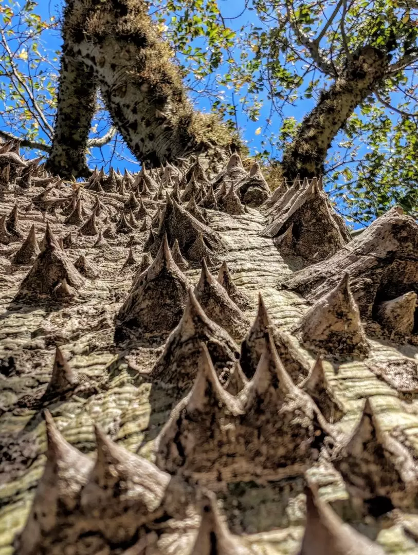 Corteza de ceiba chodatii. Foto: Antonio Schinca.