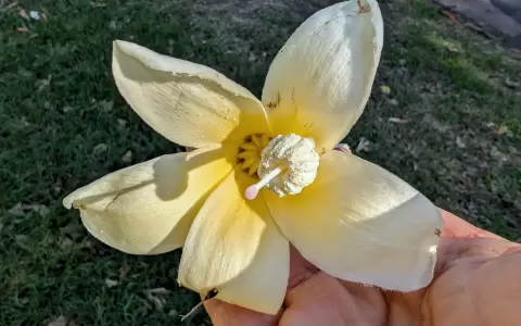Detalle de la flor de samu'u.