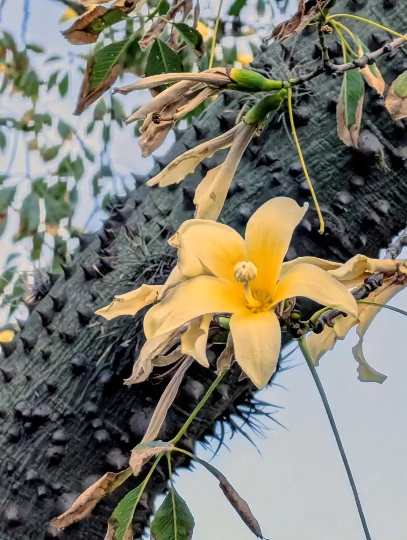 Detalle de la bella flor. Foto: Antonio Schinca.