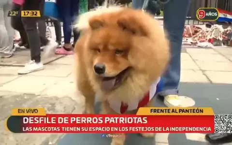 Jagua patriota en el centro de Asunci�n.