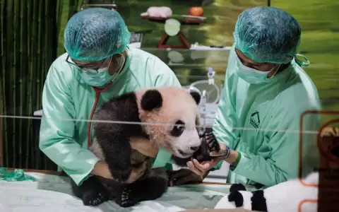 Veterinarios realizan un chequeo de salud rutinario a Satrio Wiratama, que significa "caballero noble y valiente" y conocido como Rio.