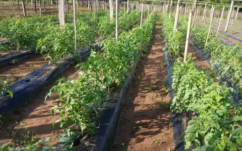Cultivo de tomate.