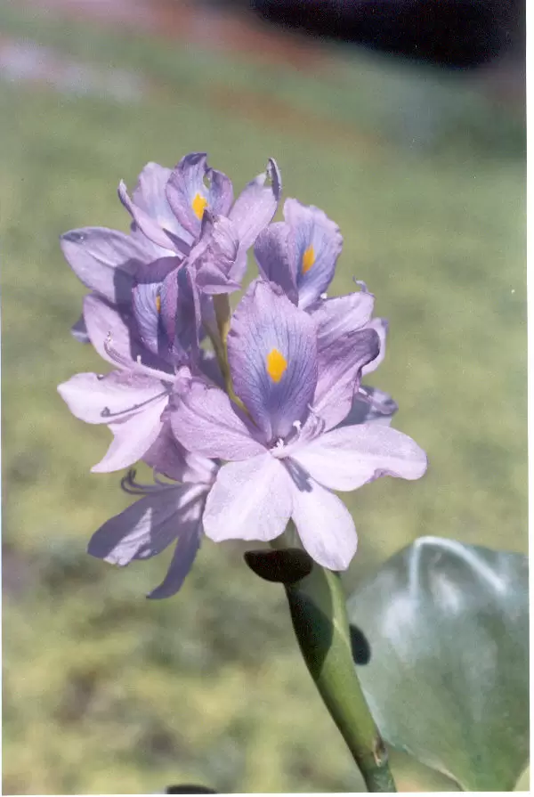 La llamativa inflorescencia de pontederia crassipes. Foto: Lidia P�rez de Molas.