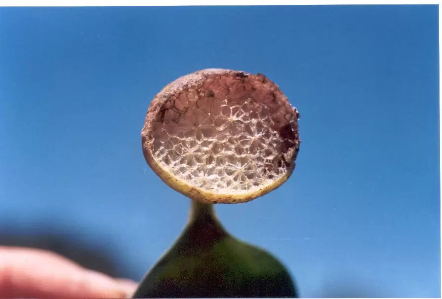 Parenquima de pontederia crassipes. Foto: Lidia P�rez de Molas.