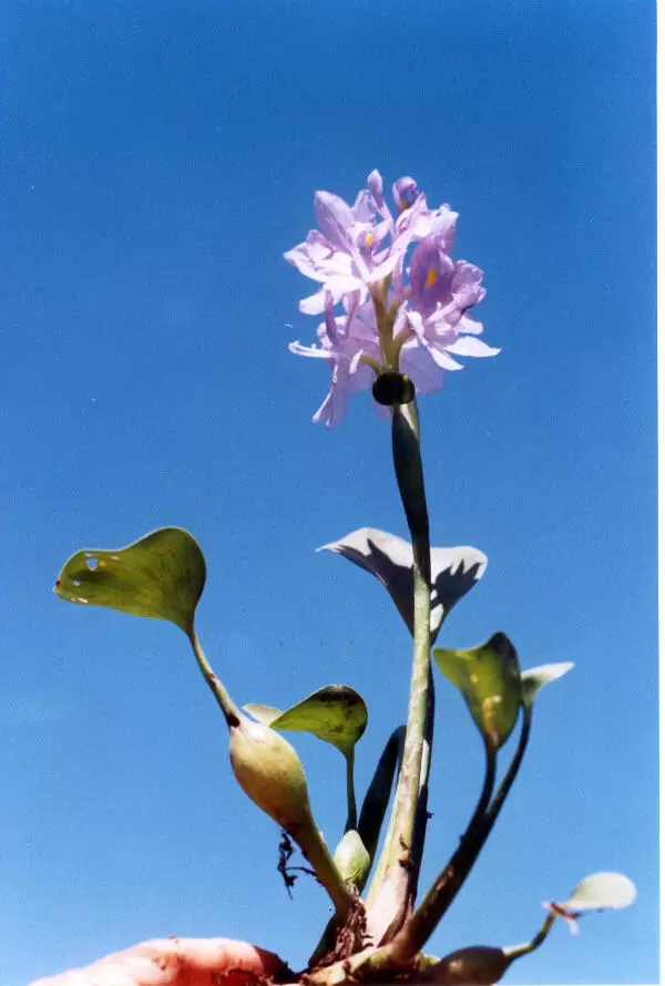 La planta en flor fuera del agua. Foto: Lidia P�rez de Molas.