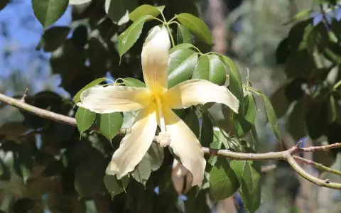 Flor ceiba chodatii.