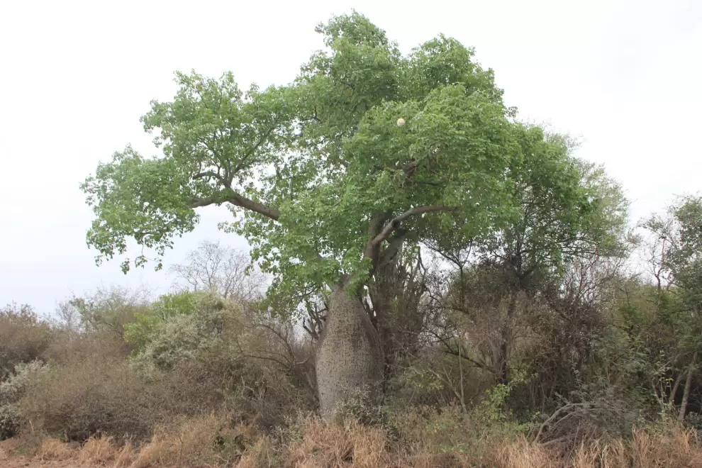 Ceiba chodatii sin hojas y su imponente figura. Foto: Lidia P�rez de Molas.