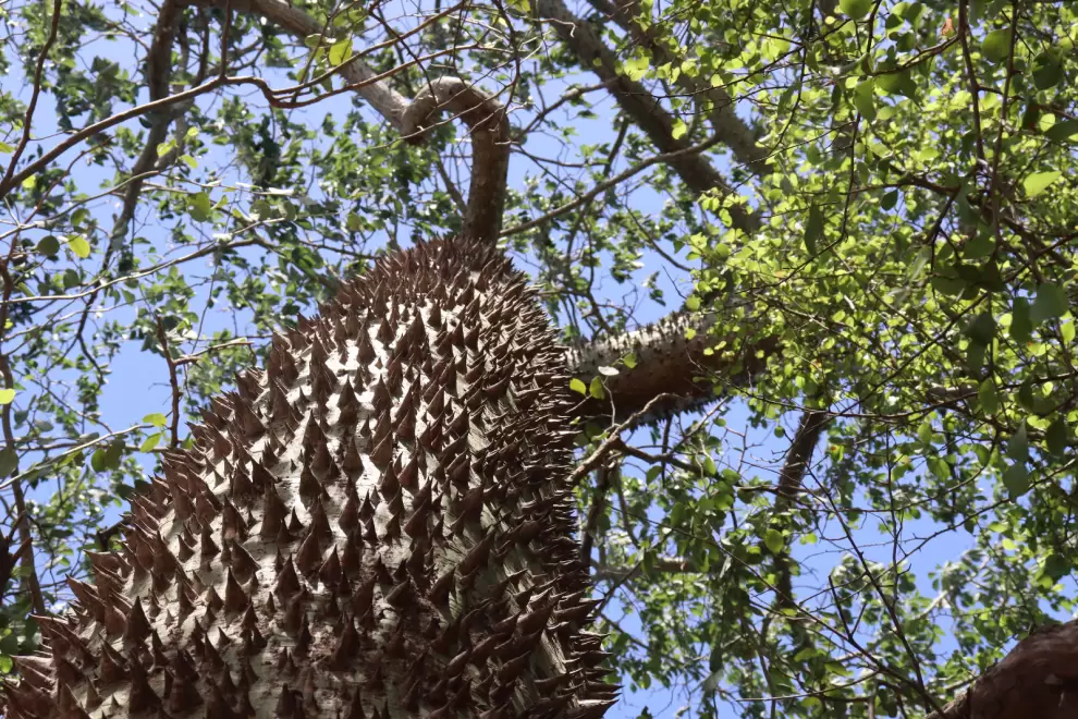 Corteza particular Ceiba chodatii. Foto: Lidia P�rez de Molas.