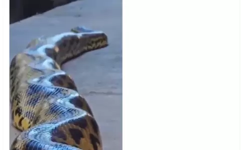 Una anaconda de 3,6 metros sorprende a hu�spedes al aparecer junto a un hotel en Brasil