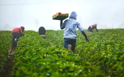 Perspectivas de la Agricultura y del Desarrollo Rural en las Am�ricas.