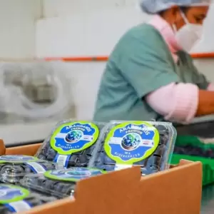Producci�n de �randanos.