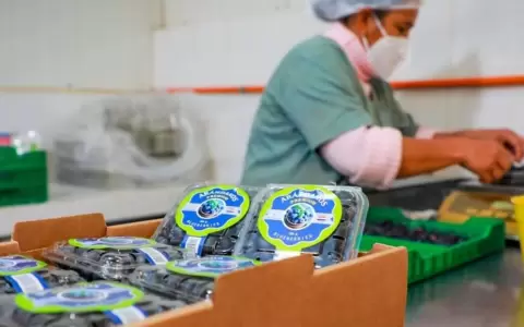 Producci�n de �randanos.