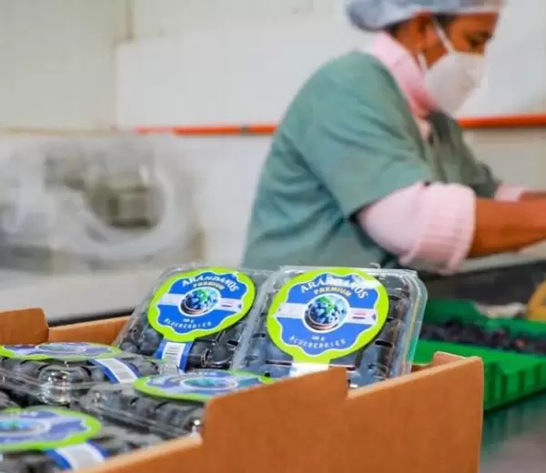 Producci�n de �randanos.