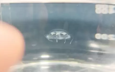 Primer registro cient�fico de una medusa de agua dulce en Paraguay.
