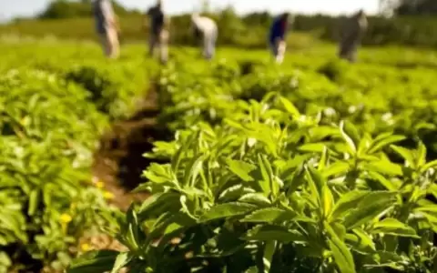Las exportaciones muestran un fuerte repunte este a�o.