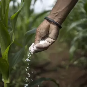 Crisis de fertilizantes en la regi�n.