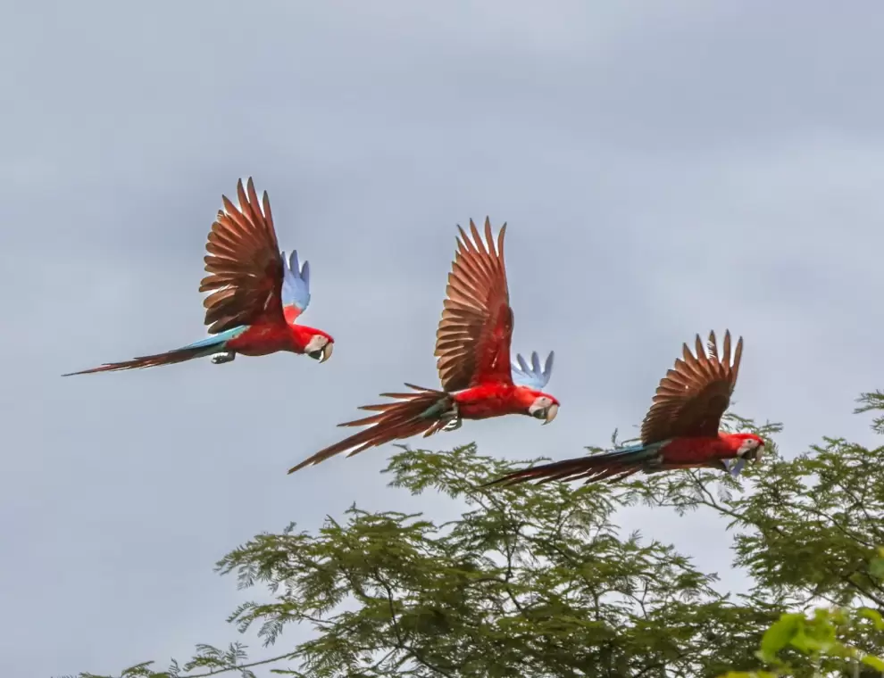 Tres gua'a pyta en vuelo. Foto: Carlos Ortega.