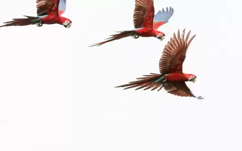 Gua'a pyta en vuelo.