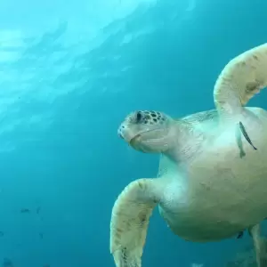 Tortuga en el mar chino.
