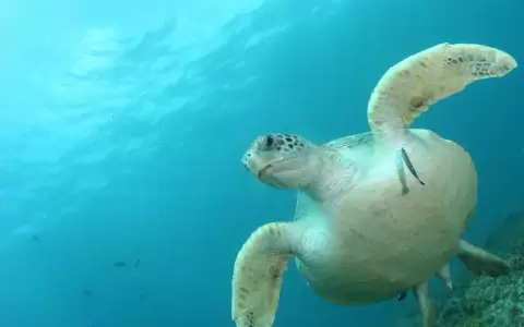 Tortuga en el mar chino.