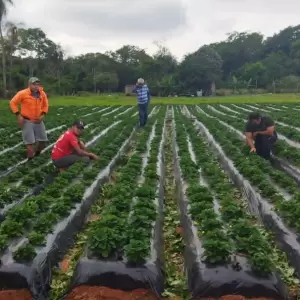 Productores de frutilla.