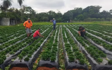 Productores de frutilla.