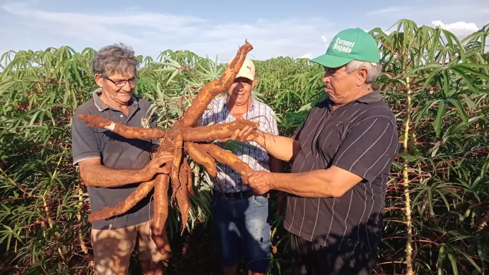 Productores de mandioca. Foto: Gentileza.