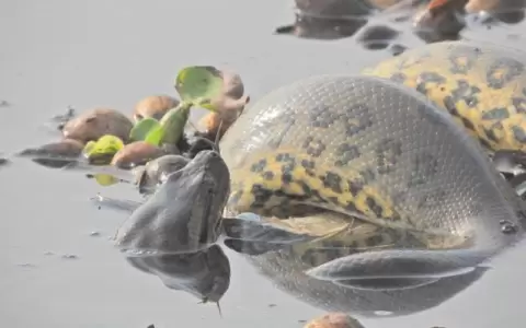 Salvan a un mb�i jagua atrapado en una red de pesca