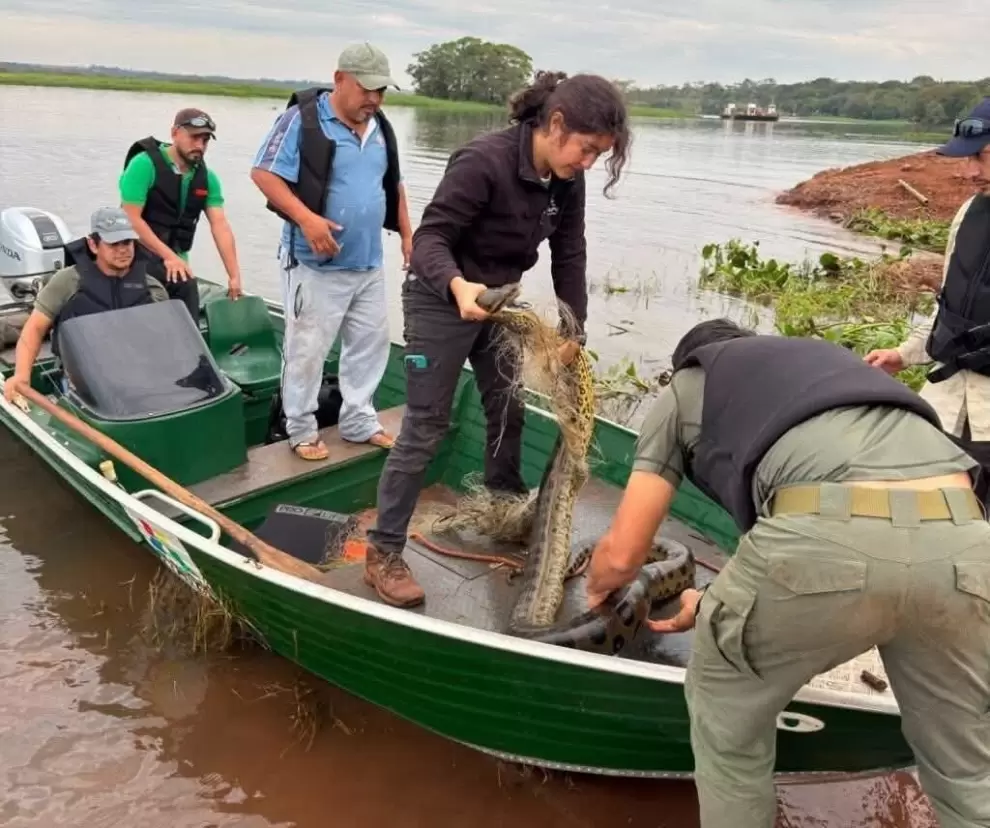 Salvan a un mbói jagua atrapado en una red de pesca