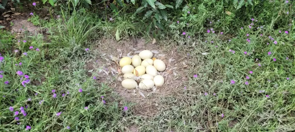 13 huevos de �and�. Foto: Talison Zardin.